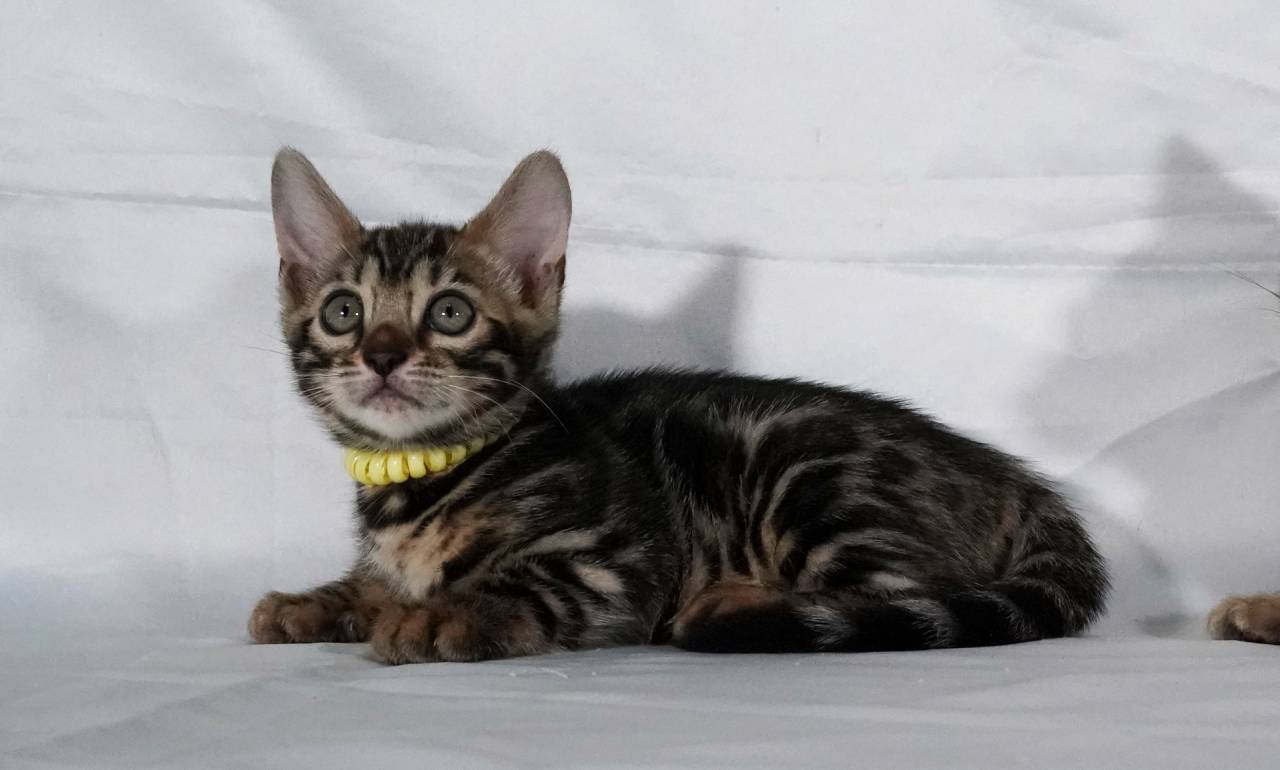 2025/3/19生まれ長女(イエローちゃん)オーナー様募集中