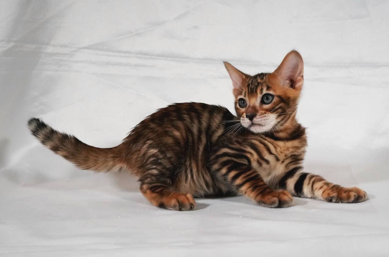 4/15生まれの男の子 オーナー様決まりました