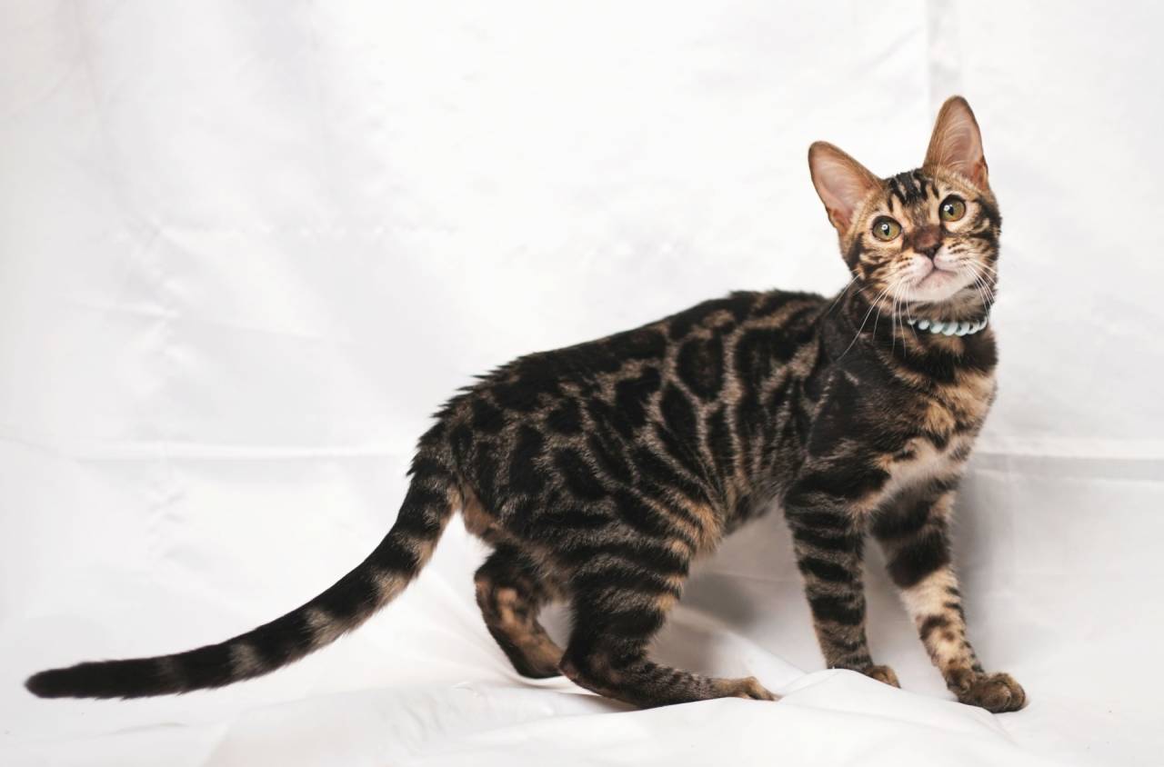 2025/3/25生まれ長男(ライトブルーくん)オーナー様募集中です