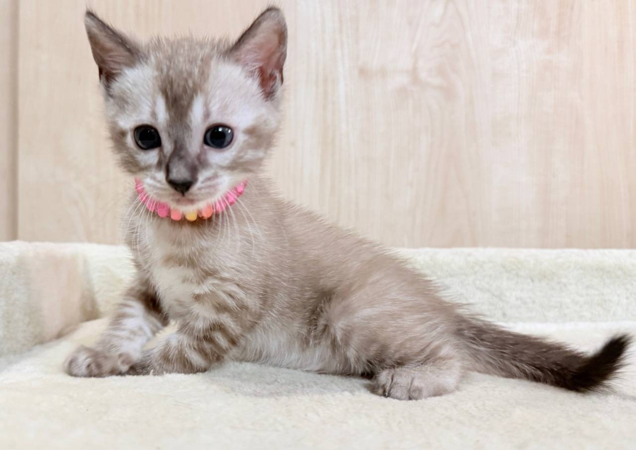 2025/12/2生まれ長女(ピンクちゃん)オーナー様募集中です