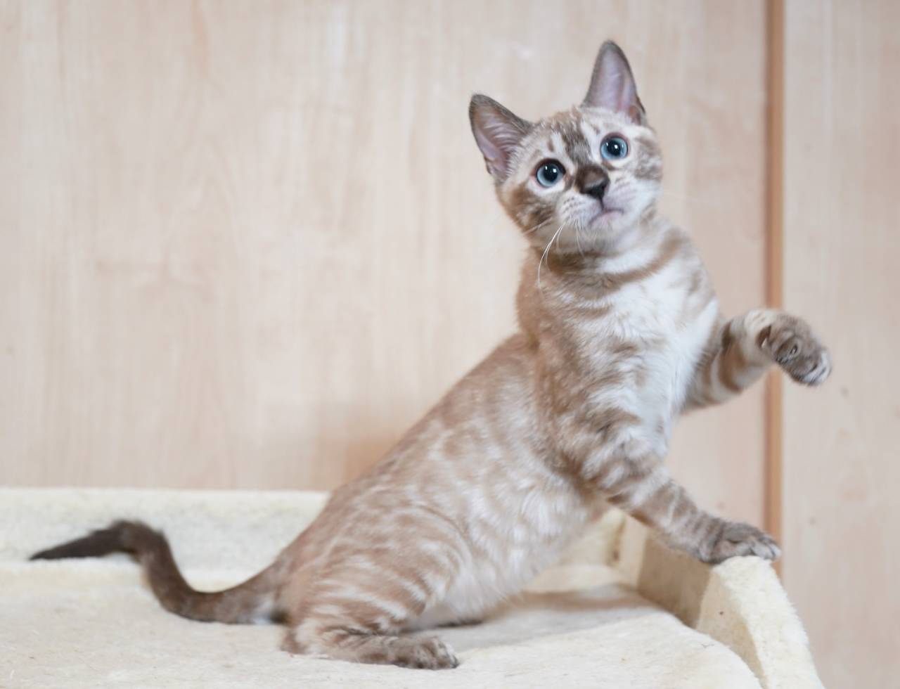 2025/12/2生まれ長女(ピンクちゃん)オーナー様募集中です