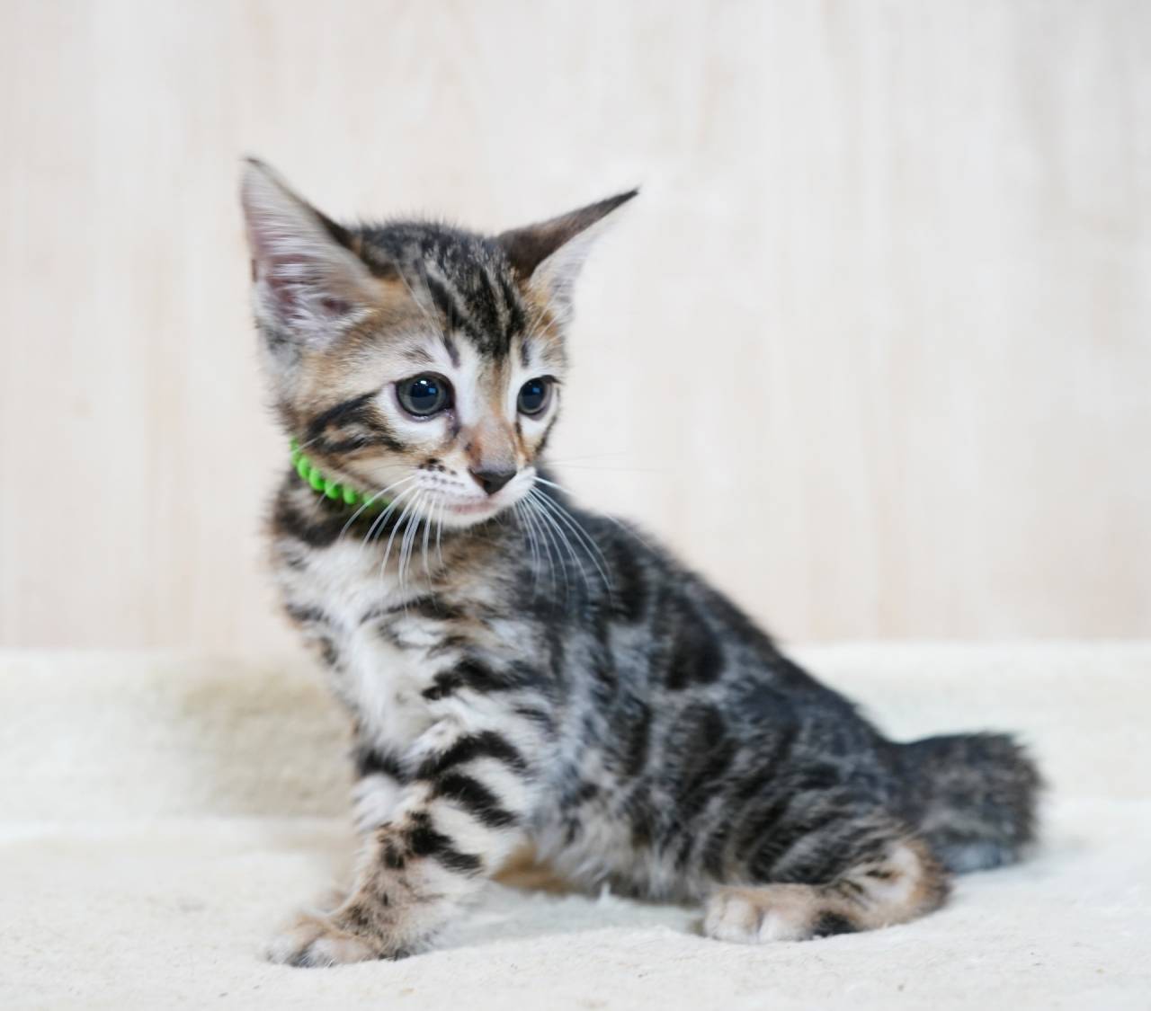 2026/2/25生まれ次男(グリーンくん)ご予約済