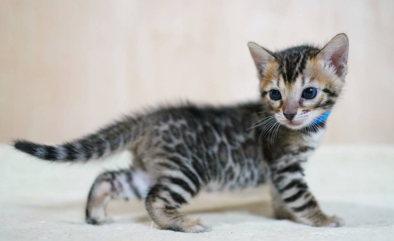 2026/2/25生まれ長男(ブルーくん)オーナー様募集中です