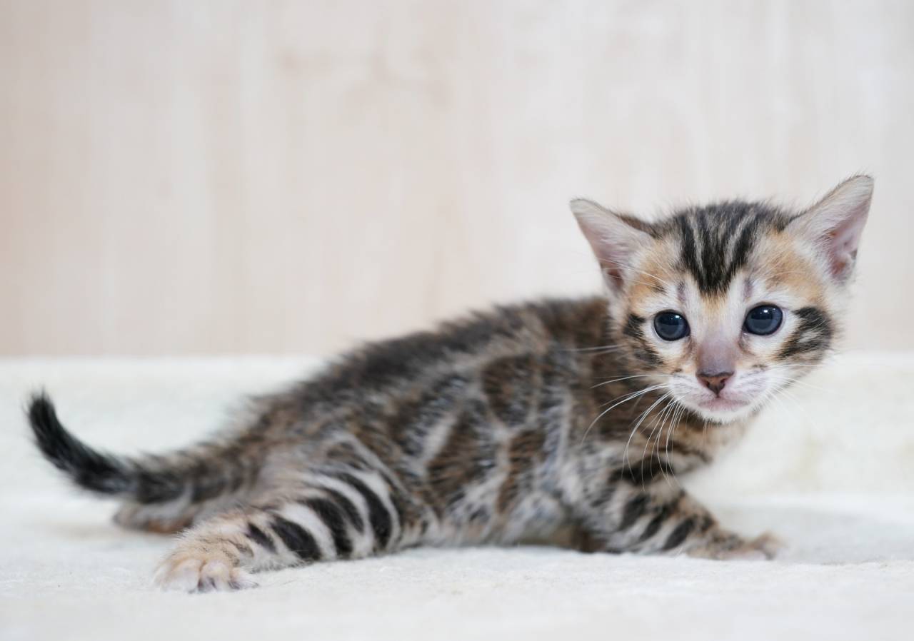 2026/2/25生まれ長女(レッドちゃん)オーナー様募集中