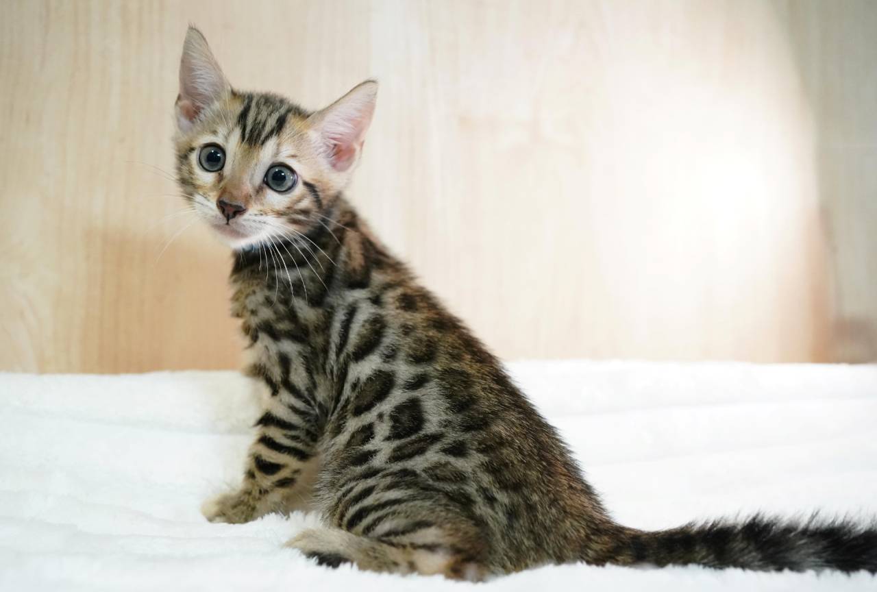 2026/7/9生まれ長男(ブルーくん)オーナー様募集中です